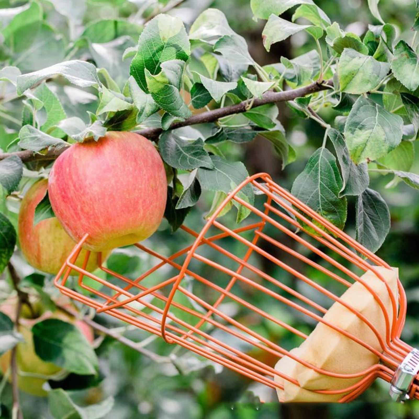 Koszyk do zbioru owoców z wysu – Gardening Tools Basket recenzja i cena